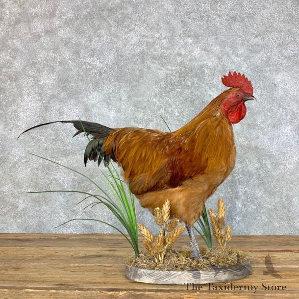 Domestic Chicken Rooster Bird Mount For Sale #23425 @ The Taxidermy Store