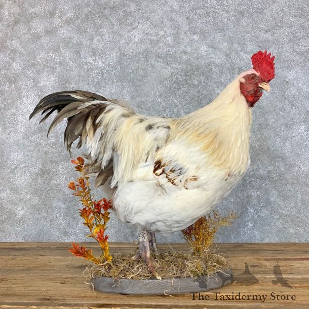 Domestic Chicken Rooster Bird Mount For Sale #23426 @ The Taxidermy Store