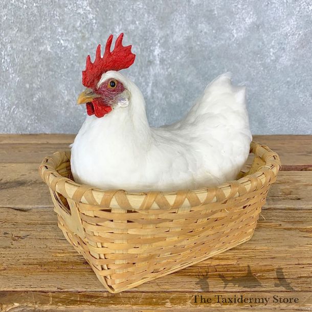 Domestic Chicken Rooster Bird Mount For Sale #23968 @ The Taxidermy Store