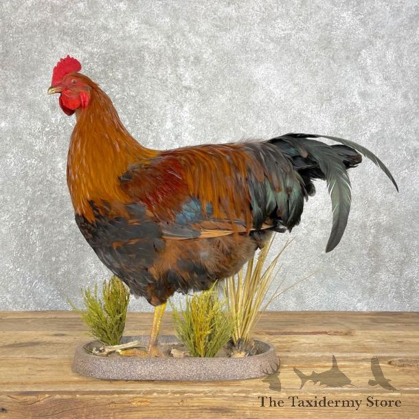 Domestic Chicken Rooster Bird Mount For Sale #24832 @ The Taxidermy Store