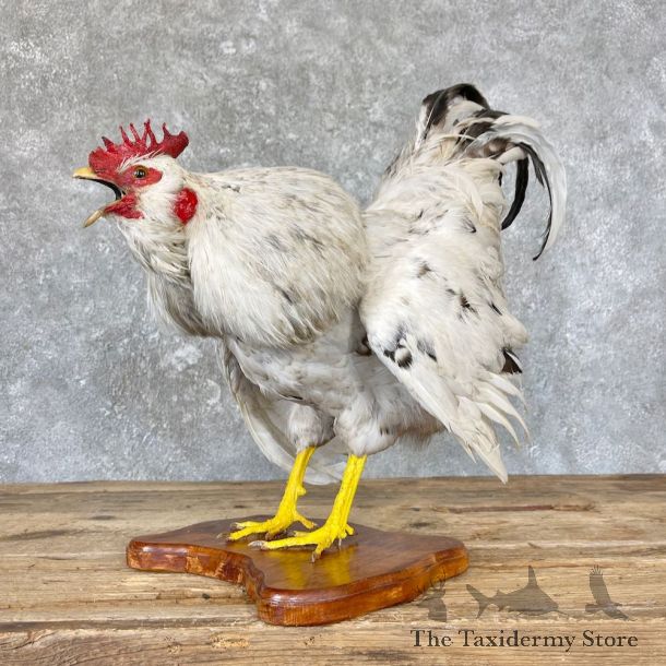 Domestic Chicken Rooster Bird Mount For Sale #26644 @ The Taxidermy Store