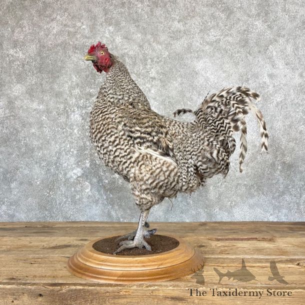 Domestic Chicken Rooster Bird Mount For Sale #26659 @ The Taxidermy Store
