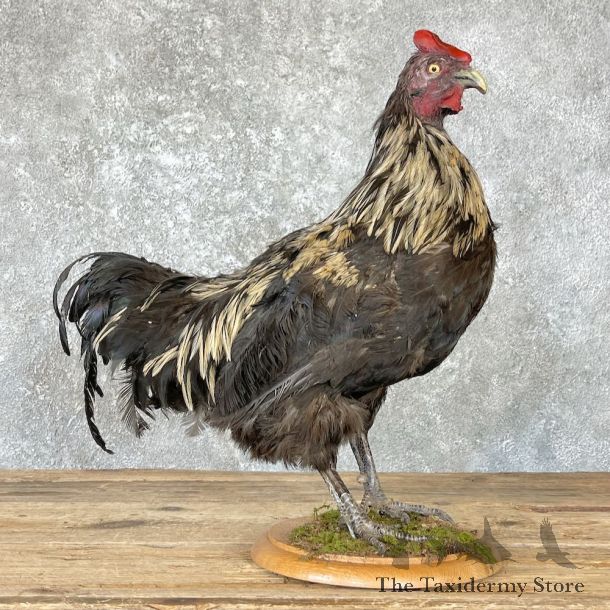 Domestic Chicken Rooster Bird Mount For Sale #26660 @ The Taxidermy Store