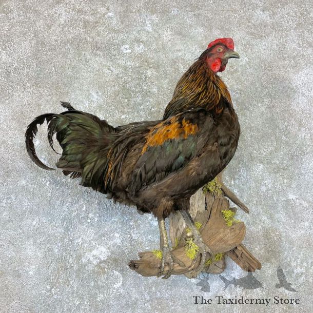 Domestic Chicken Rooster Bird Mount For Sale #26702 @ The Taxidermy Store