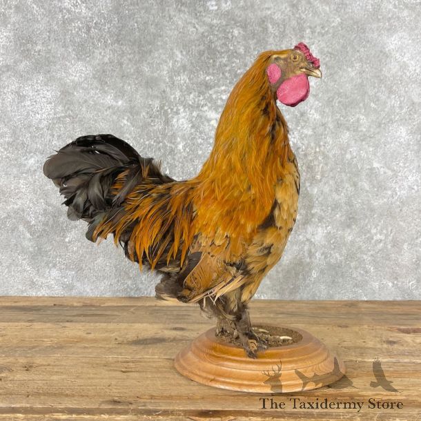 Domestic Chicken Rooster Bird Mount For Sale #26784 @ The Taxidermy Store