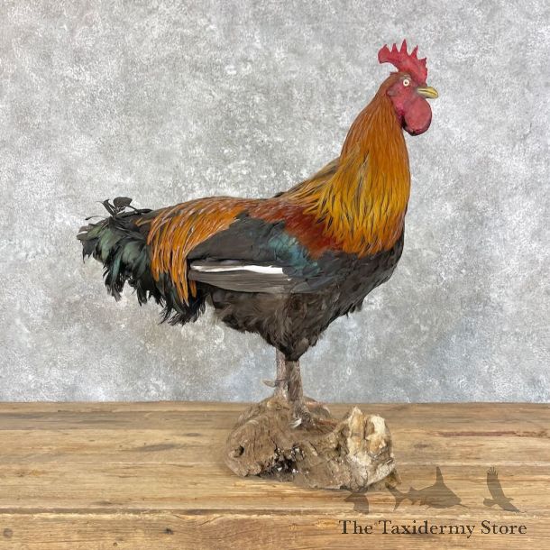 Domestic Chicken Rooster Bird Mount For Sale #28028 @ The Taxidermy Store