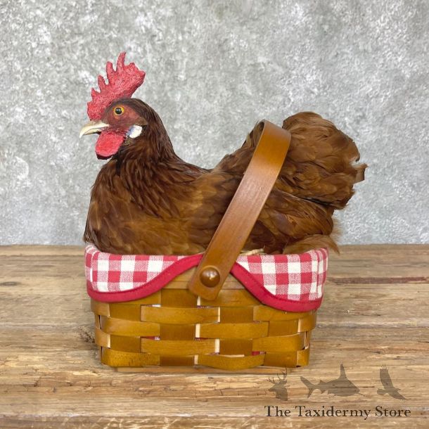 Domestic Chicken Rooster Mount For Sale #26345 @ The Taxidermy Store
