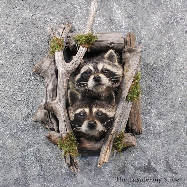 Double Raccoon Head Mounts #11670 For Sale @ The Taxidermy Store