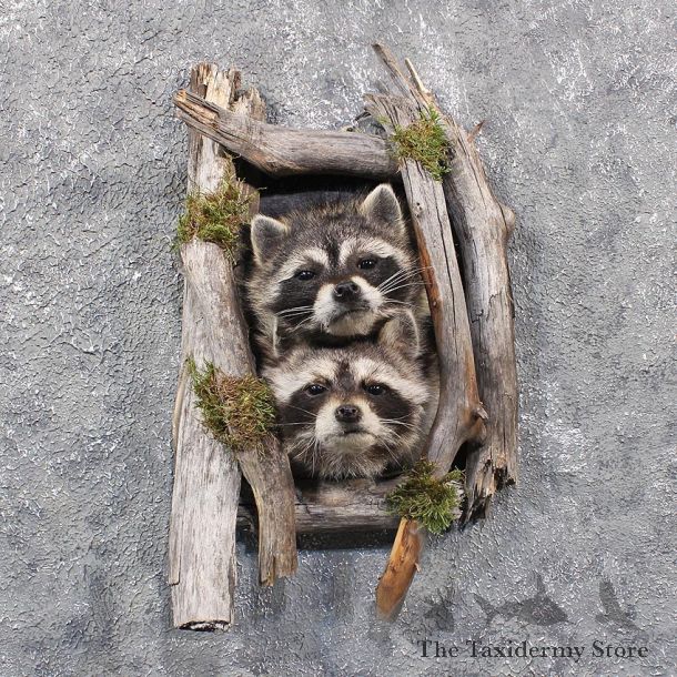 Double Raccoon Head Mounts #11672 For Sale @ The Taxidermy Store