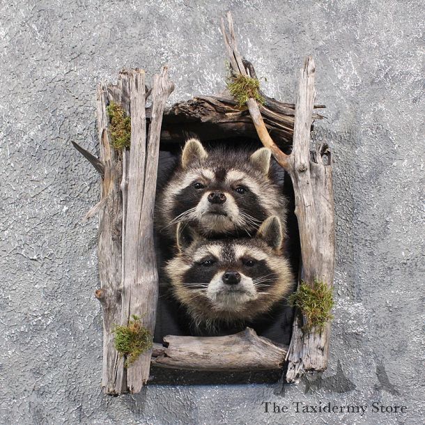 Double Raccoon Head Mounts #11674 For Sale @ The Taxidermy Store