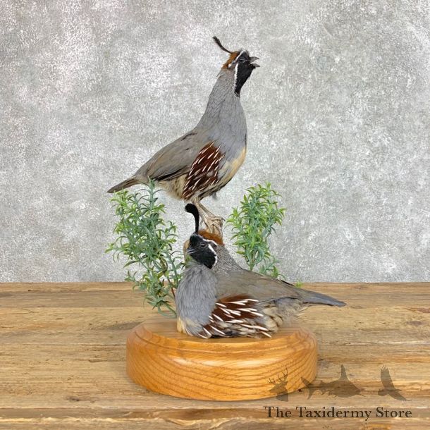 Double California Quail Bird Display For Sale #22823 @ The Taxidermy Store