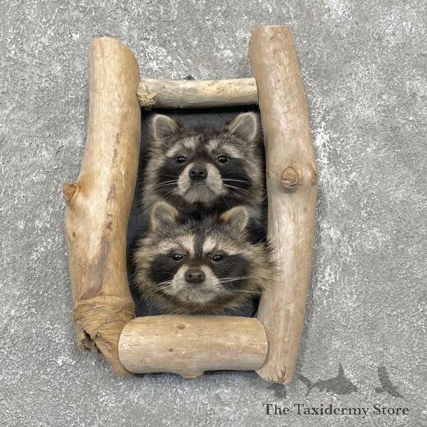 Double Raccoon Head Mount For Sale #24466 @ The Taxidermy Store