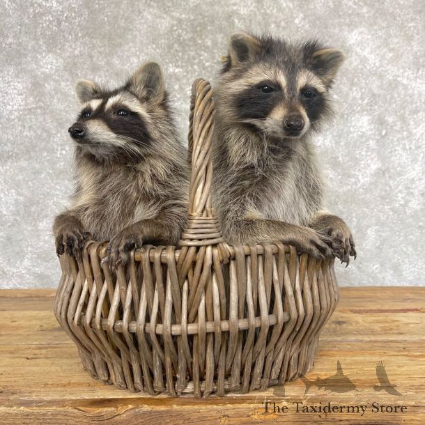 Double Raccoon Life-Size Mount For Sale #24441 @ The Taxidermy Store
