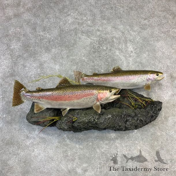 Double Reproduction Rainbow Trout Fish Mount For Sale #21834 @ The Taxidermy Store