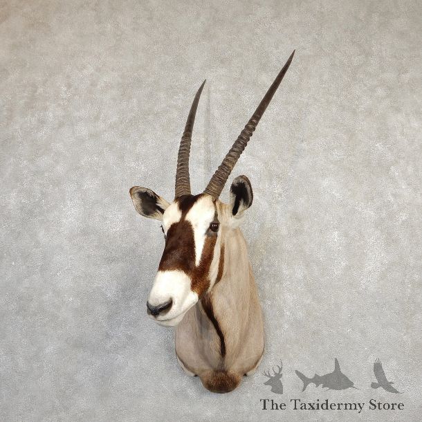 Gemsbok Oryx Shoulder Mount For Sale #20288 - The Taxidermy Store
