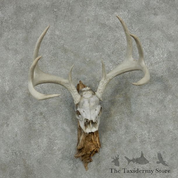 Whitetail Deer Skull & Antler European Mount #13762 For Sale @ The Taxidermy Store