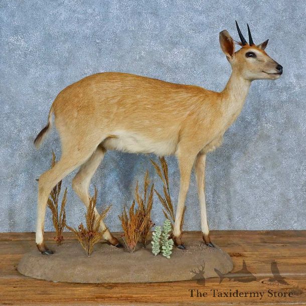 Duiker Life-Size Mount For Sale #15504 @ The Taxidermy Store