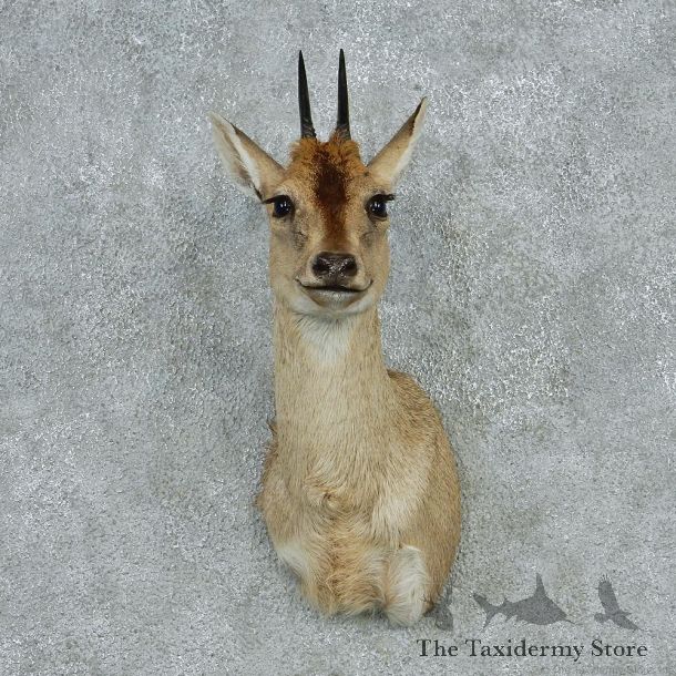 Duiker Shoulder Taxidermy Mount M1 #12800 For Sale @ The Taxidermy Store