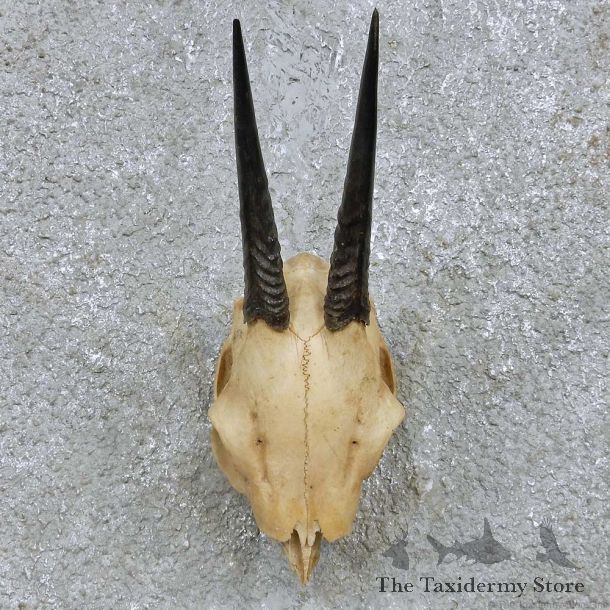 Duiker Skull & Horn European Mount For Sale #15170 @ The Taxidermy Store