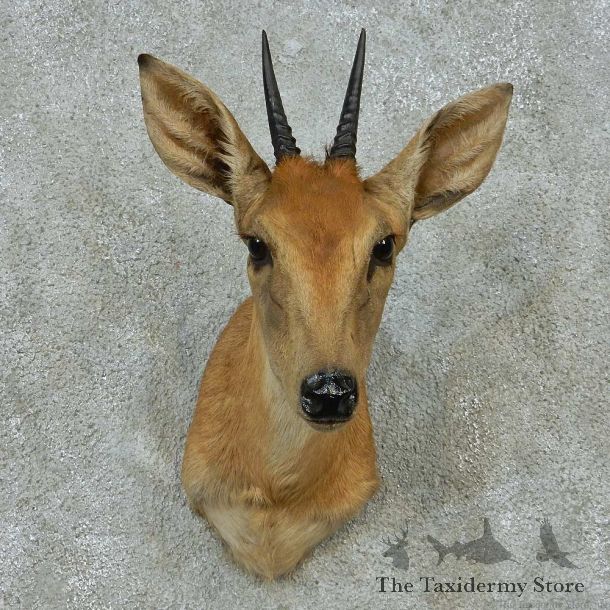 African Grey Duiker Shoulder Mount #13600 For Sale @ The Taxidermy Store