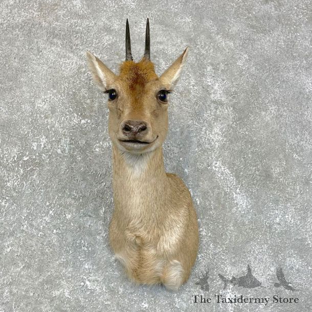 Duiker Shoulder Taxidermy Mount #24189 For Sale @ The Taxidermy Store