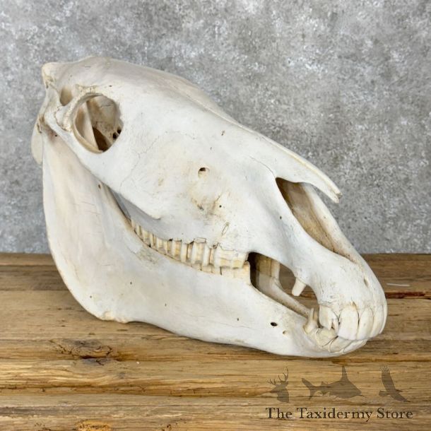 African Burchell's Zebra Skull Mount #21843 For Sale @ The Taxidermy Store