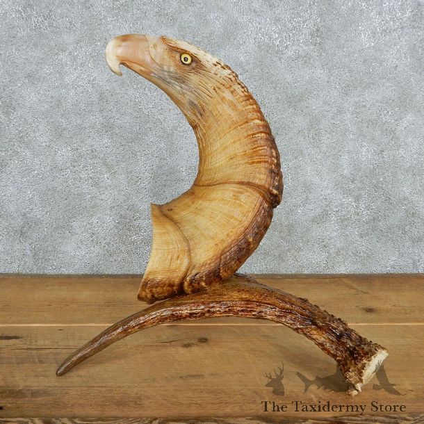 Eagle Head Bighorn Carving Taxidermy Mount #13077 For Sale @ The Taxidermy Store