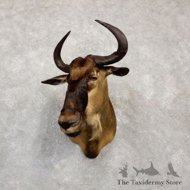 East-African White-Bearded Wildebeest Shoulder Mount For Sale #20144 @ The Taxidermy Store