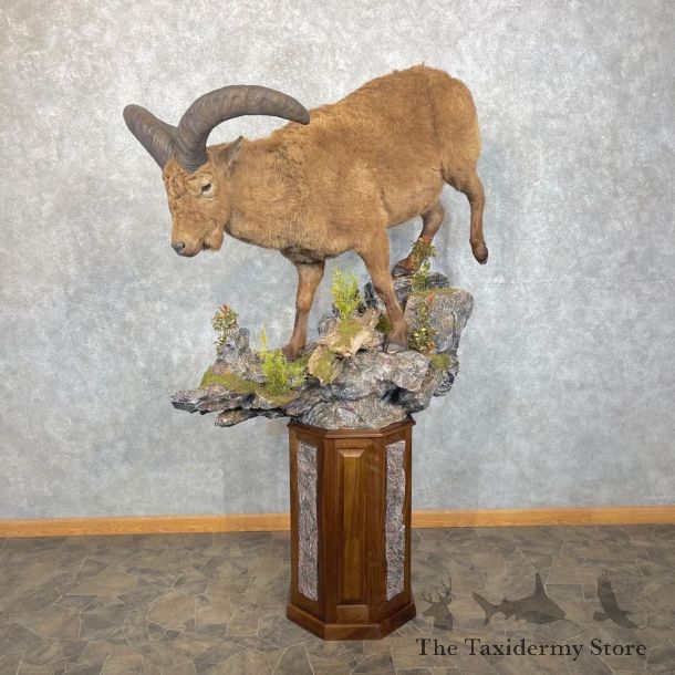 East-Caucasian Tur Taxidermy Life-Size Mount #24418 For Sale @ The Taxidermy Store