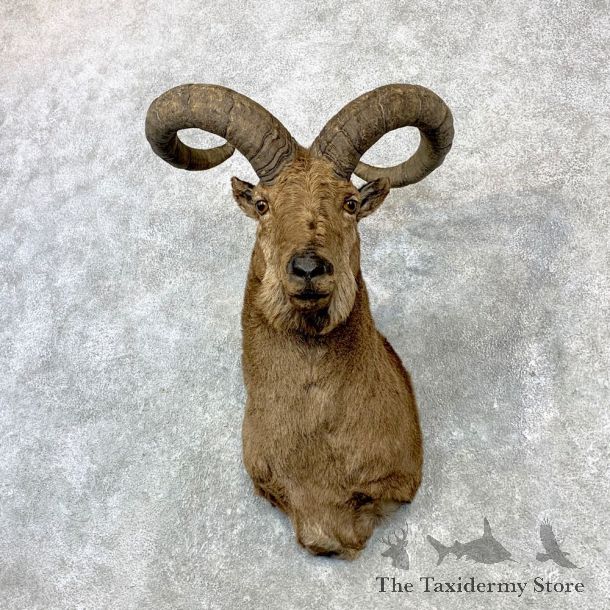 East-Caucasian Tur Taxidermy Shoulder Mount #23081 For Sale @ The Taxidermy Store