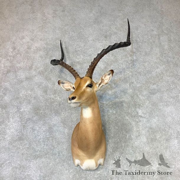 East African Impala Shoulder Mount For Sale #23012 @ The Taxidermy Store