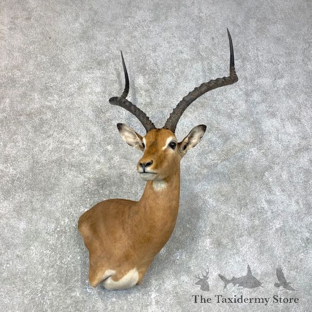 East African Impala Shoulder Mount For Sale #23986 @ The Taxidermy Store