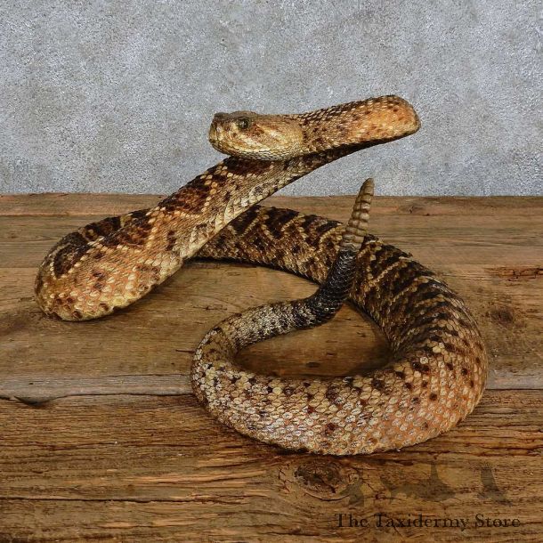 Eastern Diamondback Rattlesnake Mount For Sale #15598 @ The Taxidermy Store