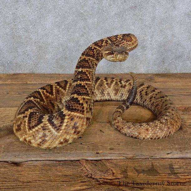 Eastern Diamondback Rattlesnake Mount For Sale #15599 @ The Taxidermy Store