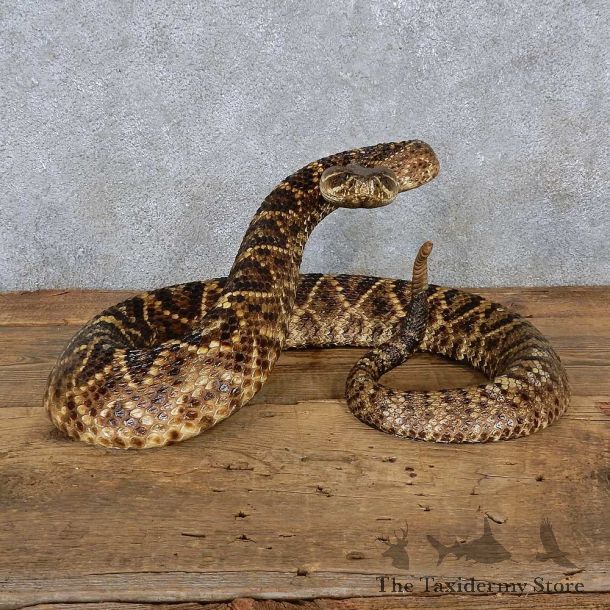 Eastern Diamondback Rattlesnake Mount For Sale #15600 @ The Taxidermy Store