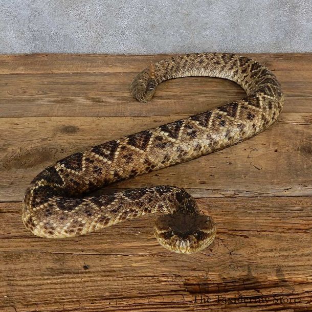 Eastern Diamondback Rattlesnake Mount For Sale #15603 @ The Taxidermy Store