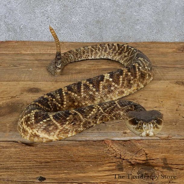 Eastern Diamondback Rattlesnake Mount For Sale #15604 @ The Taxidermy Store