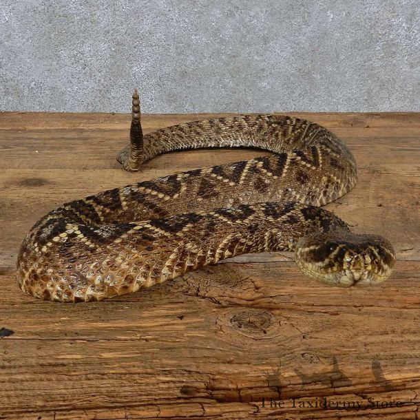 Eastern Diamondback Rattlesnake Mount For Sale #15605 @ The Taxidermy Store