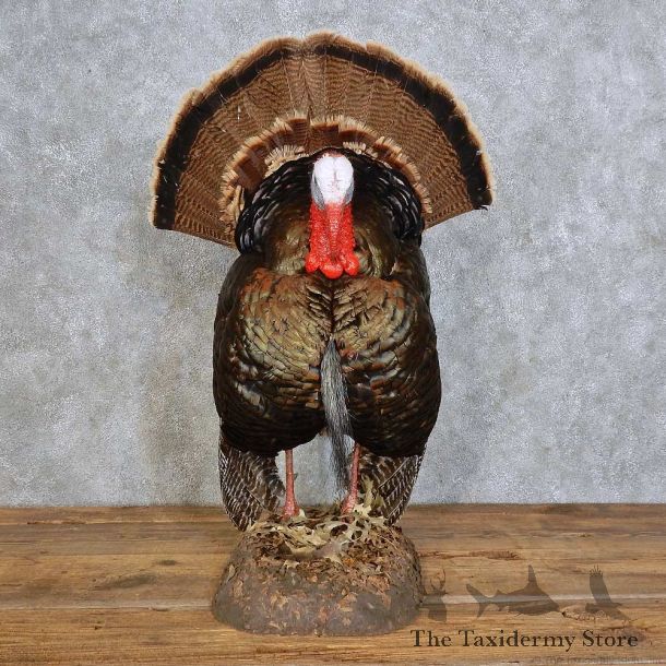 Eastern Wild Turkey Bird Mount For Sale #15863 @ The Taxidermy Store
