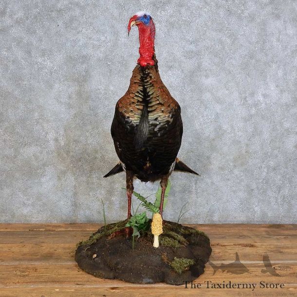 Eastern Wild Turkey Bird Mount For Sale #15864 @ The Taxidermy Store