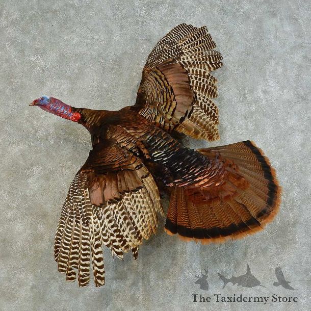 Eastern Turkey Bird Mount For Sale #16347 @ The Taxidermy Store