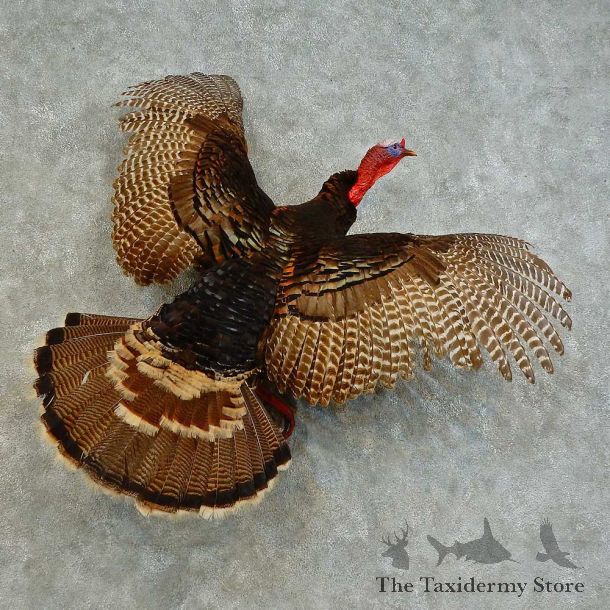 Eastern Turkey Bird Mount For Sale #16348 @ The Taxidermy Store