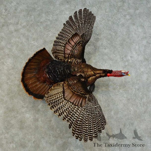 Eastern Turkey Bird Mount For Sale #16395 @ The Taxidermy Store