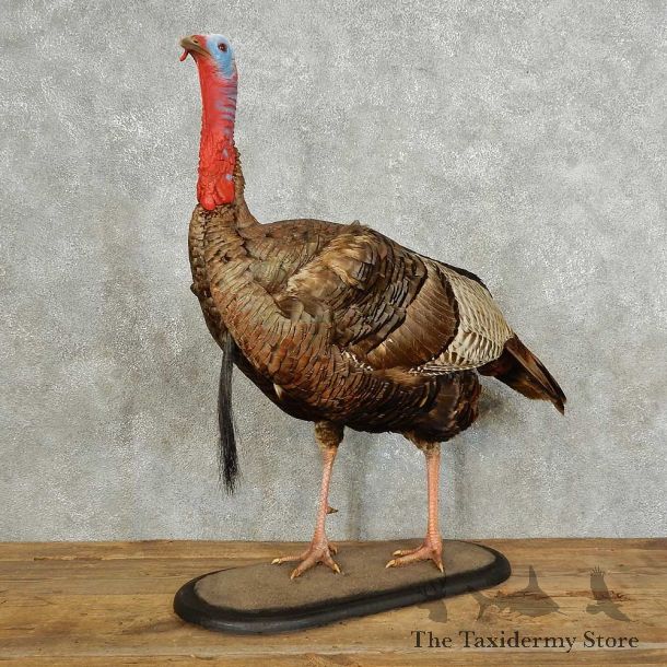 Eastern Turkey Bird Mount For Sale #15868 @ The Taxidermy Store