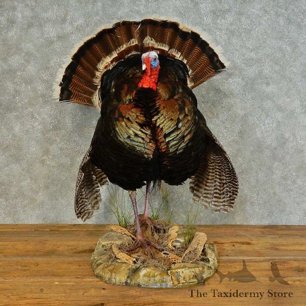 Eastern Wild Turkey Life-Size Mount For Sale #16411 @ The Taxidermy Store
