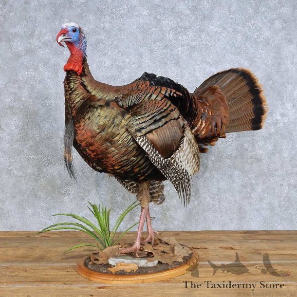 Standing Eastern Turkey Bird Mount For Sale #14709 @ The Taxidermy Store