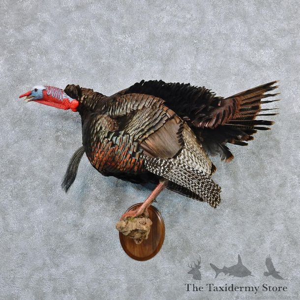 Wild Turkey Standing Life Size Taxidermy Mount #12591 For Sale @ The Taxidermy Store