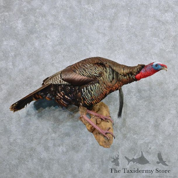 Eastern Wild Turkey Life Size Taxidermy Mount #12593 For Sale @ The Taxidermy Store