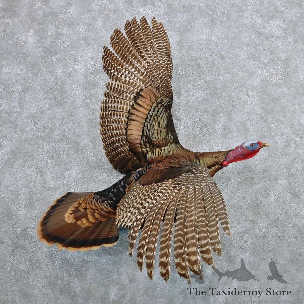 Eastern Wild Turkey Life Size Taxidermy Mount #12594 For Sale @ The Taxidermy Store