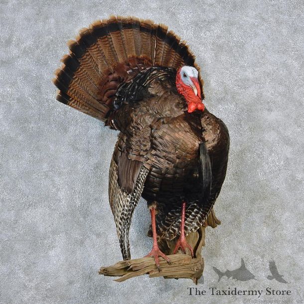 Eastern Wild Turkey Life Size Taxidermy Mount #12636 For Sale @ The Taxidermy Store